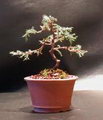 Cupressus Bonsai